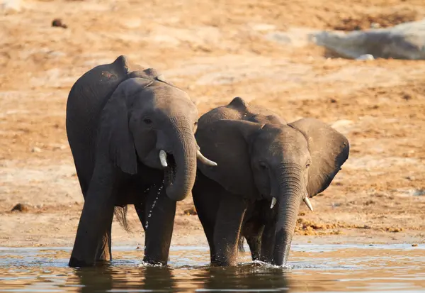 African Elephants — Stock Photo, Image