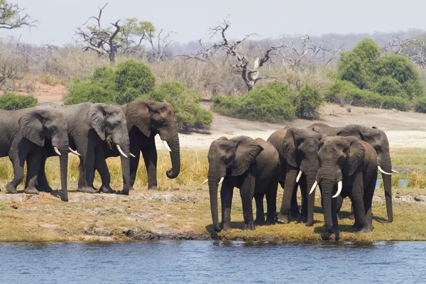 African Elephants — Stock Photo, Image