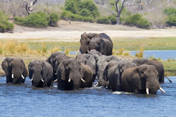 अफ्रीकी हाथियों — स्टॉक फ़ोटो, इमेज