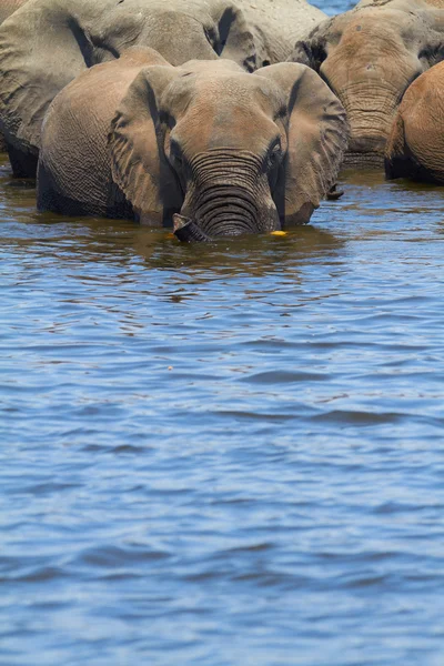 Afrikanische Elefanten — Stockfoto