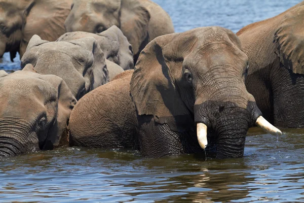 African Elephants — Stock Photo, Image