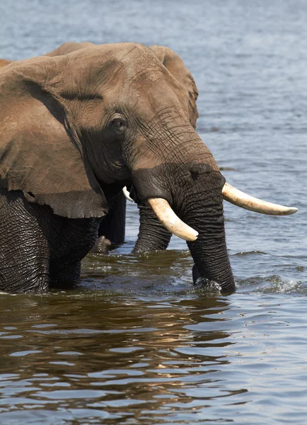 Afrikanische Elefanten — Stockfoto