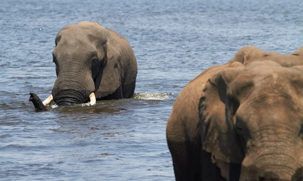 Eine Herde afrikanischer Elefanten am Ufer — Stockfoto