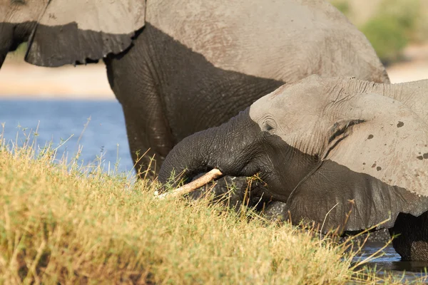 Eine Herde afrikanischer Elefanten am Ufer — Stockfoto