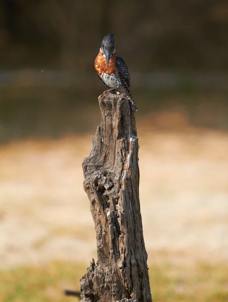 The lesser seen Giant Kingfisher male (Megaceryle maximus) — Stock Photo, Image