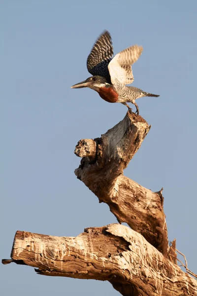 De mindere gezien Giant Kingfisher man (Megaceryle maximus) — Stockfoto