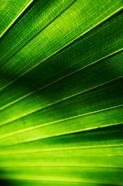 Tekstura tło liści palmy — Zdjęcie stockowe