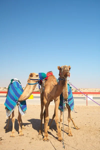 Racing camels warming up — Stock Photo, Image