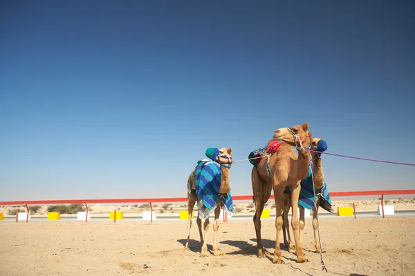 Racing camels warming up — Stock Photo, Image