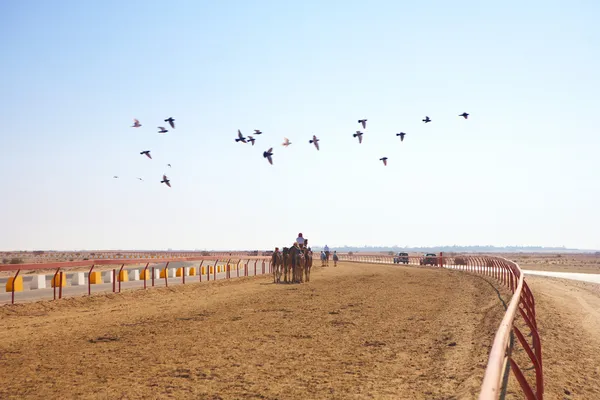 Robotergesteuertes Kamelrennen in der Wüste von Katar — Stockfoto