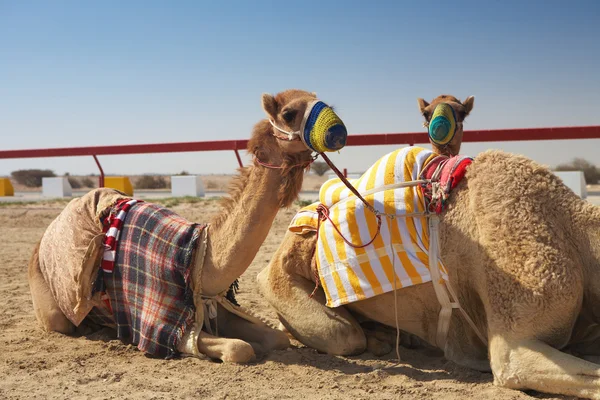 Corrida camelos deitado — Fotografia de Stock