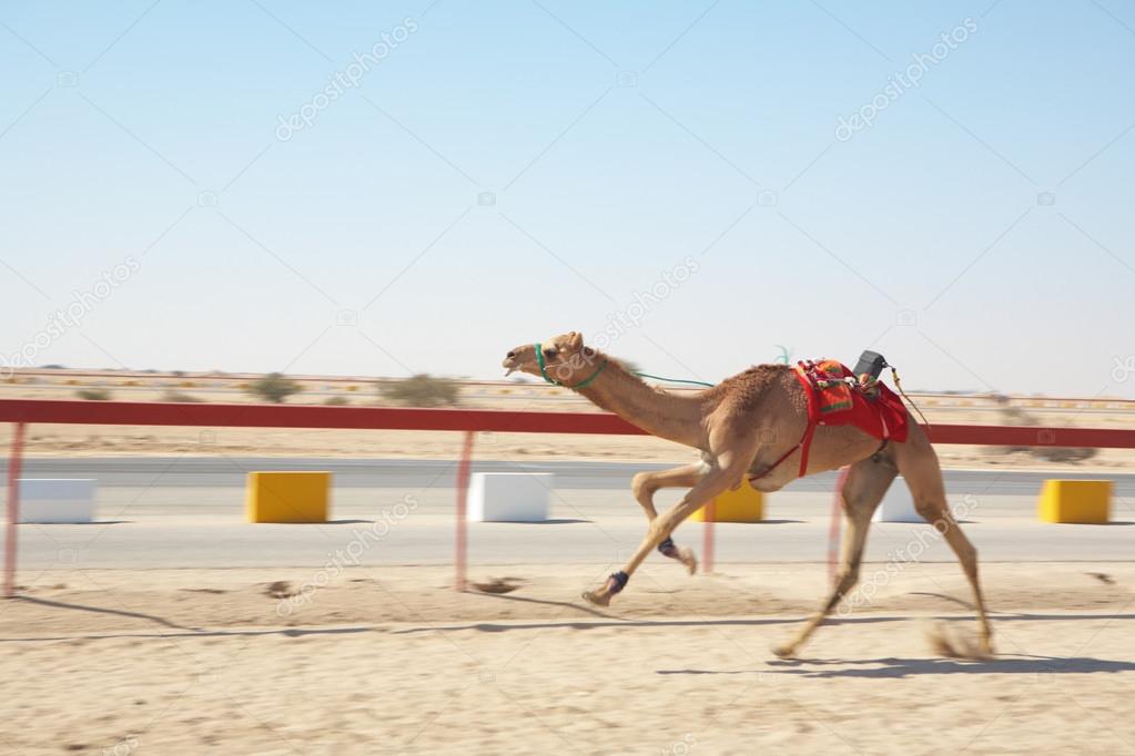 Racing camels warming up