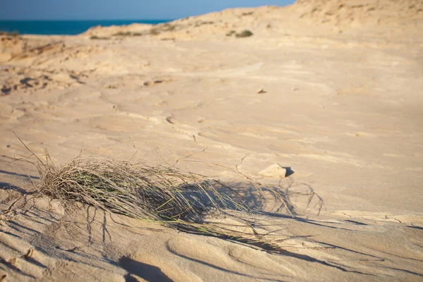 在沙漠的边缘上侵蚀的砂岩海滩 — 图库照片