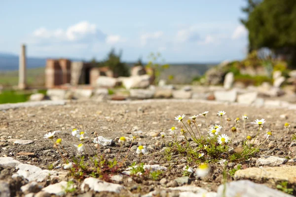 Gras der Erde — Stockfoto