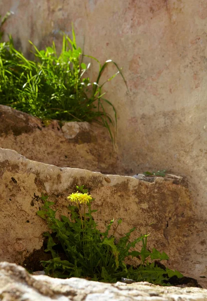 Rovine del bagno romano — Foto Stock