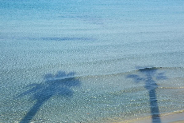 Palm tree shadows — Stock Photo, Image