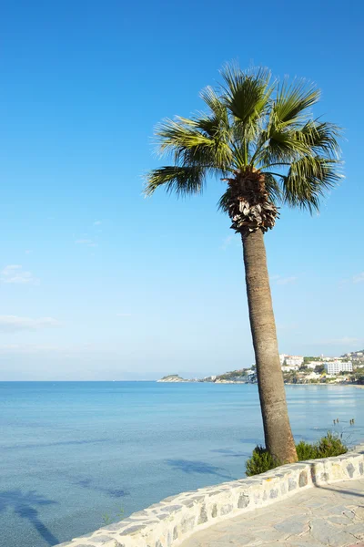 Palma alta — Foto Stock