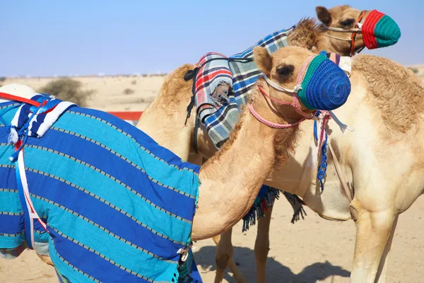 Robot gecontroleerd kameel racen in de woestijn van qatar, Midden-Oosten — Stockfoto