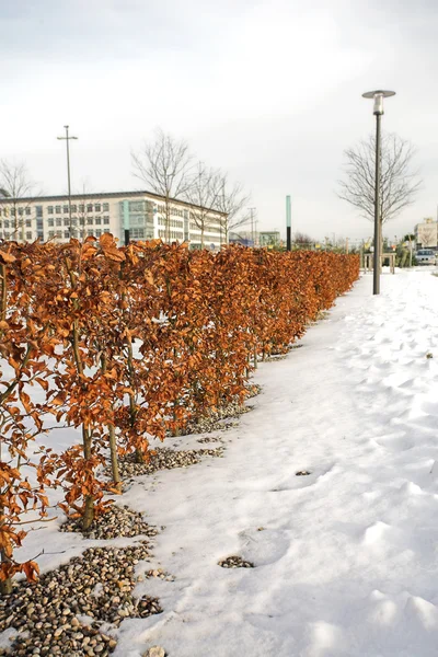 Árboles en Munich — Foto de Stock