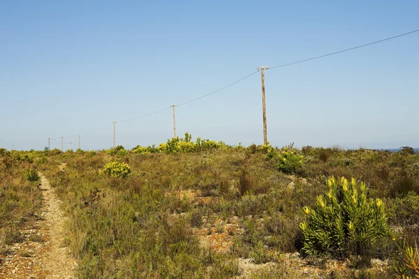 Pali telefonici in natura . — Foto Stock