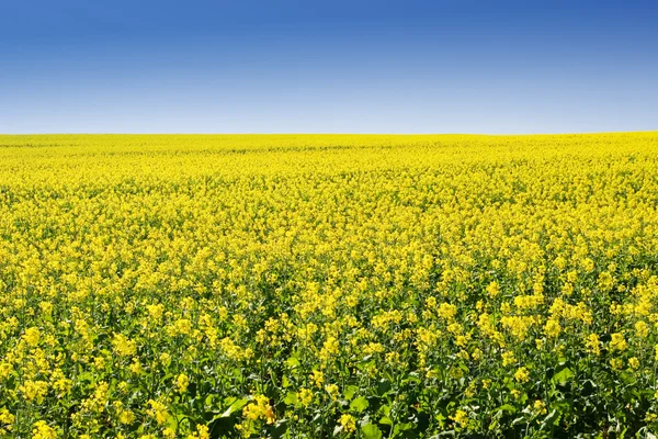 Field of Flowers — Stock Photo, Image