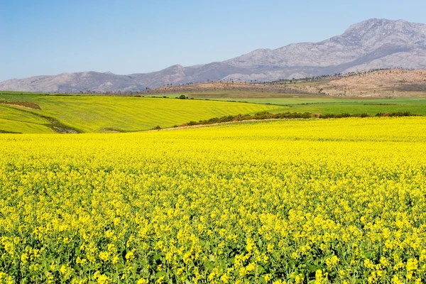 Field of Flowers — Stock Photo, Image