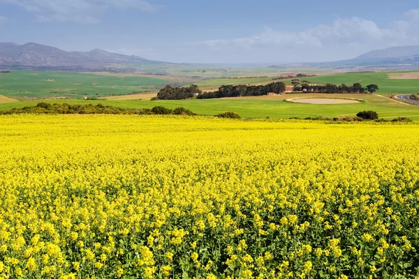 Field of Flowers — Stock Photo, Image