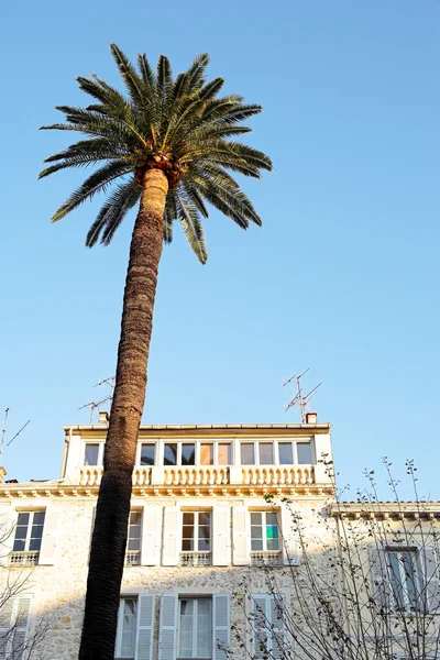 Palm och andra träd framför en byggnad i antibes, Frankrike. — Stockfoto