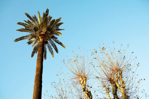 Palmy i inne drzewa w antibes, Francja. — Zdjęcie stockowe