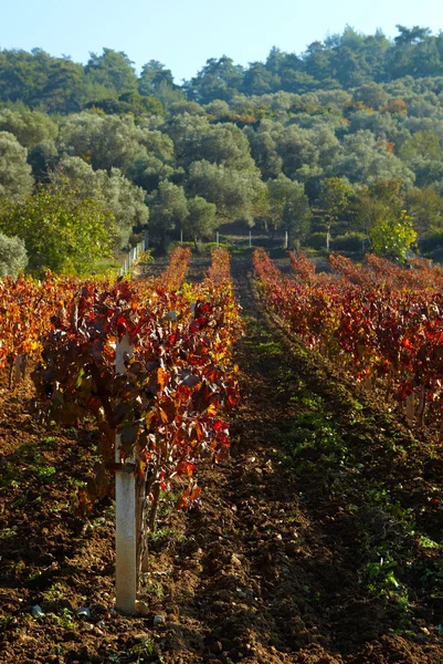 Small rural vineyard in the small town of Kirazli, Aydin in Turkey — Stock Photo, Image