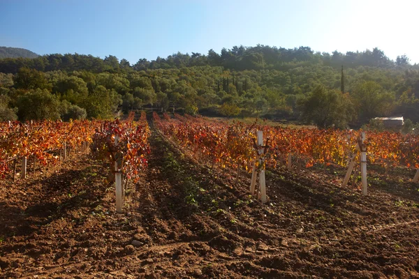 Small rural vineyard in the small town of Kirazli, Aydin in Turkey — Stock Photo, Image