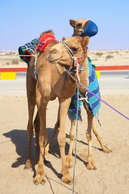 Robot controlado por las carreras de camellos en el desierto de qatar, Medio Oriente