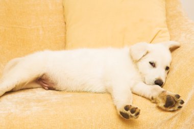bej kanepede yatan küçük köpek yavrusu