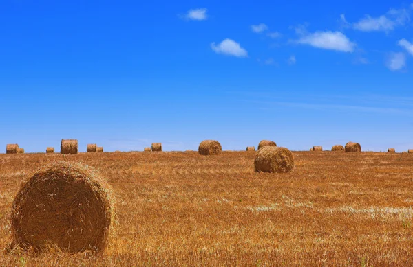 Pacas de paja en un campo de trigo cosechado en Riversdale en Sudáfrica en un día soleado — Foto de Stock