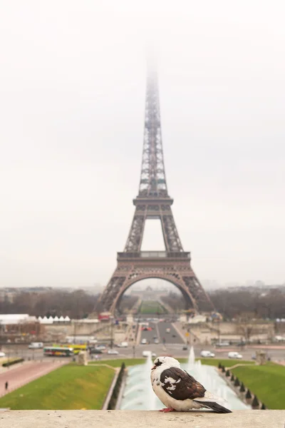 Ein vogel, der auf einer wand sitzt, mit dem eiffelturm in paris im hintergrund. Kopierraum. — Stockfoto