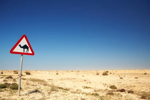 Uwaga znak dla wielbłądów na drodze przy jezdni w Katarze, Bliski Wschód — Zdjęcie stockowe