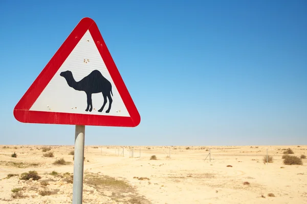 Waarschuwing teken voor kamelen op de weg naast de rijbaan in qatar, Midden-Oosten — Stockfoto