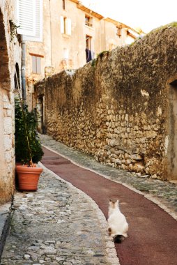 saint-paul de Vence, Güney Fransa şirin küçük Fransız tepe köyünde bir alleyway içinde oturan beyaz kedi,