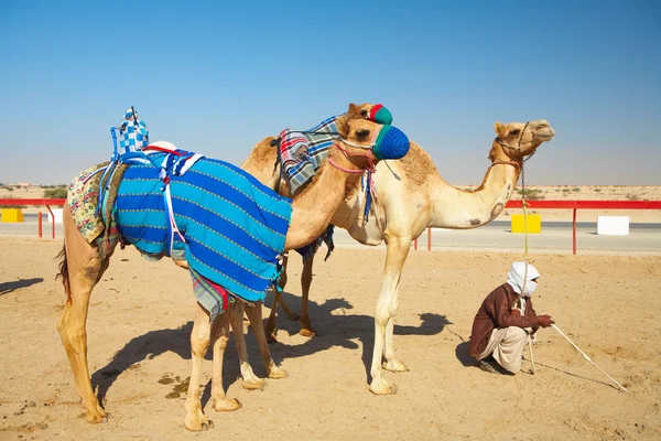 Robot controlled camel racing in the desert of Qatar, — Stock Photo, Image