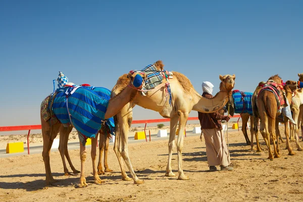 Управляемые роботами верблюжьи гонки в пустыне Катара , — стоковое фото