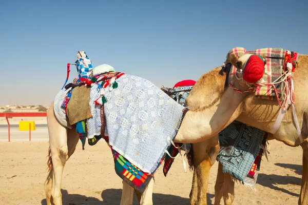 Robot gecontroleerd kameel racen in de woestijn van qatar, — Stockfoto