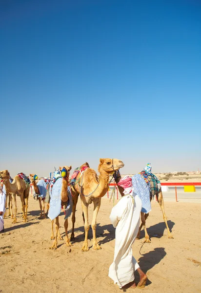 Course de chameaux contrôlée par robot dans le désert du Qatar , — Photo