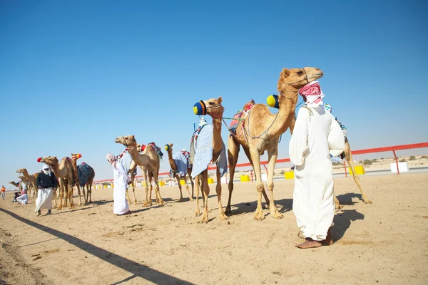 Course de chameaux contrôlée par robot dans le désert du Qatar , — Photo