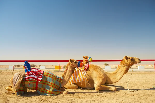 Course de chameaux contrôlée par robot dans le désert du Qatar , — Photo