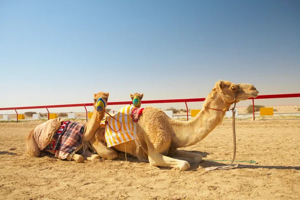 Course de chameaux contrôlée par robot dans le désert du Qatar , — Photo