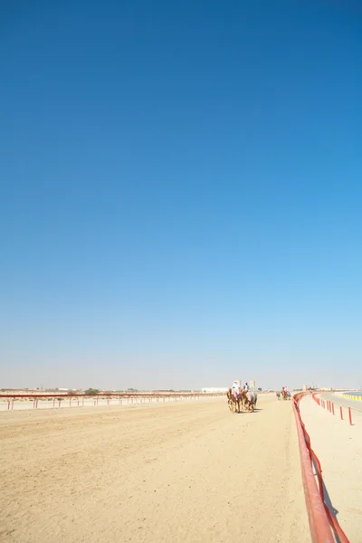 Robot gecontroleerd kameel racen in de woestijn van qatar, — Stockfoto