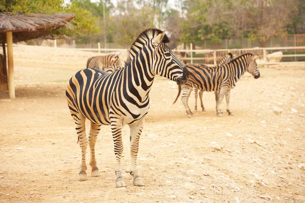 Zebras in zoo — Stock Photo, Image