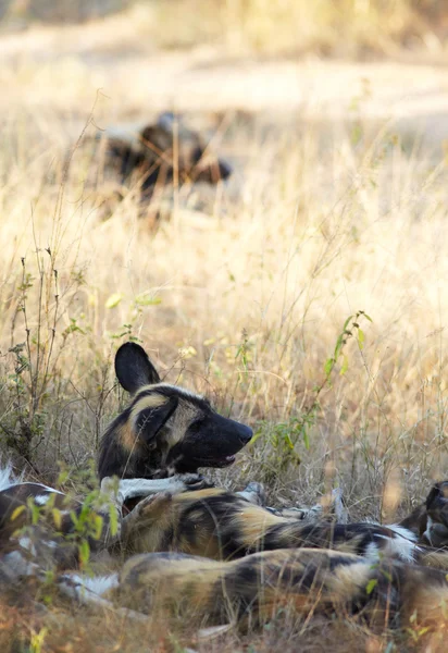 Africký divoký dogs — Stock fotografie