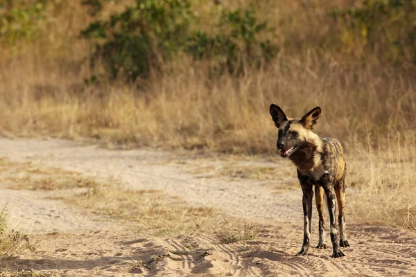 Afrikanische Wildhunde — Stockfoto