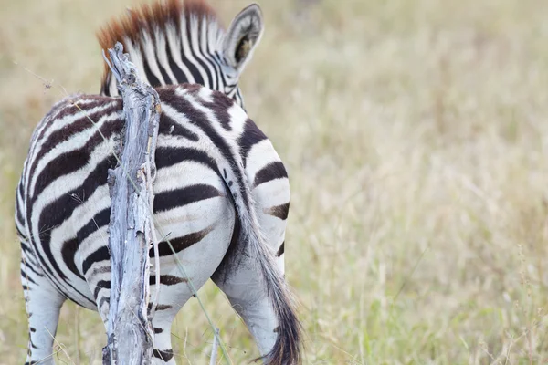 Zebra. — Fotografia de Stock